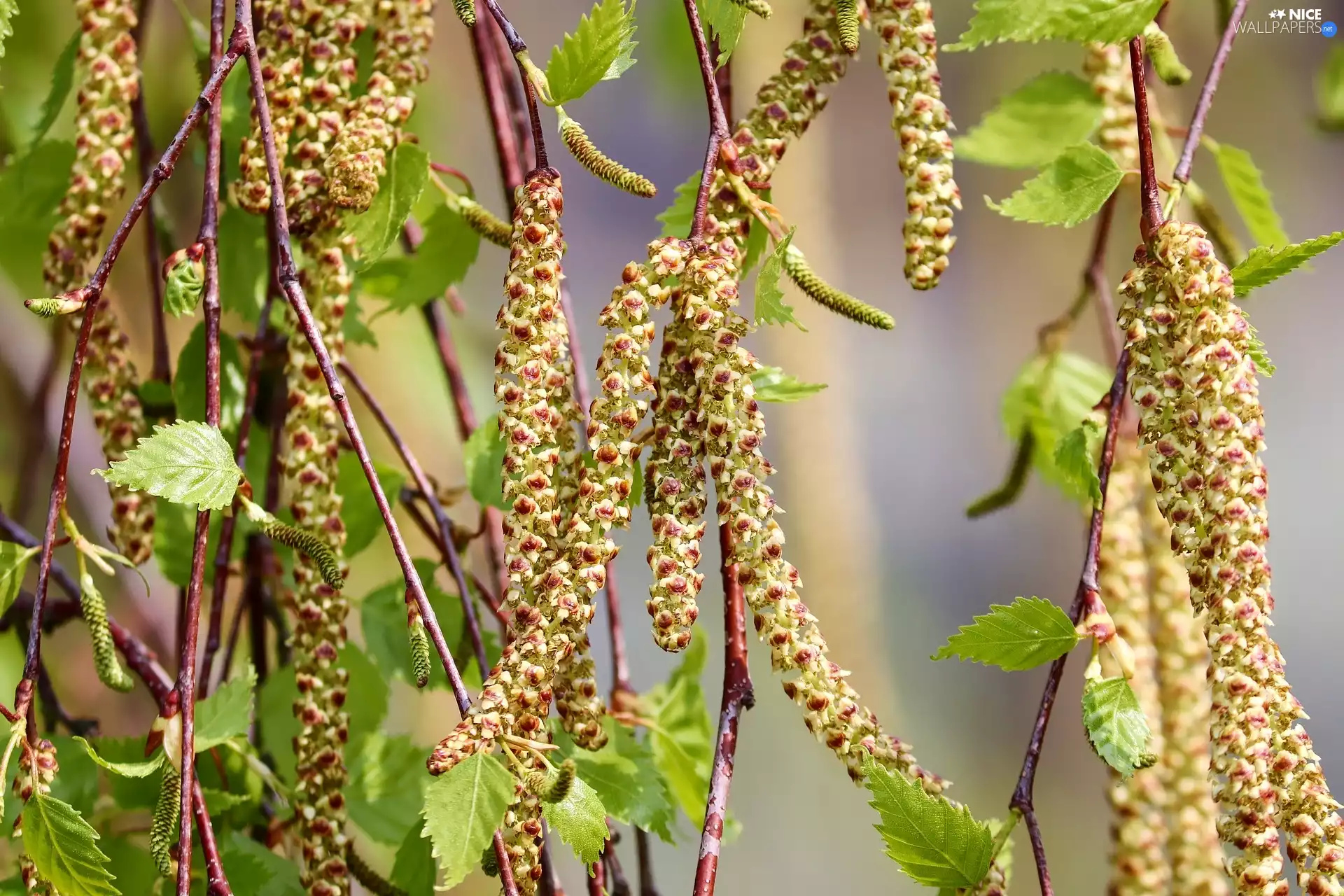 birch-tree, trees, young, leaves, inflorescences, viewes