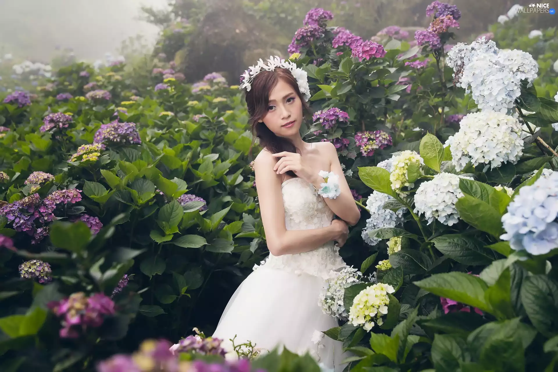 Flowers, hydrangeas, Asian, young lady, Women
