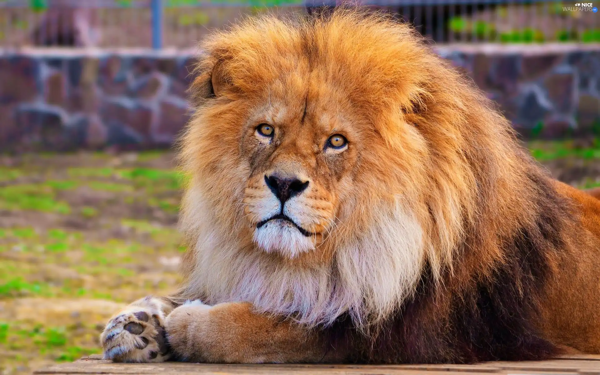 zoo, Lion, mane