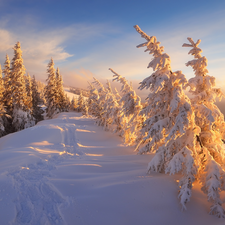 Snowy, winter, Sunrise, clouds, Spruces, The Hills