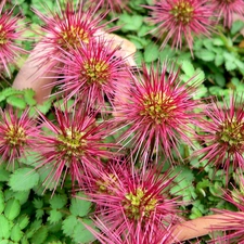 Acaena microphylla