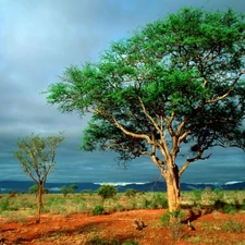 Africa, trees, steppe