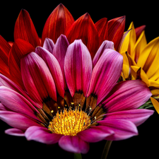 Black, background, color, African Daisies, Flowers