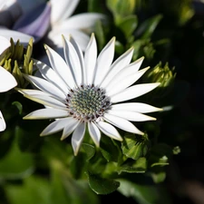 African Daisy, Buds, luminosity, ligh, flash, Flowers, White, sun