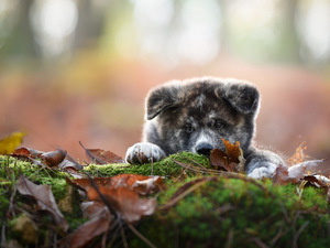 Puppy, litter, Leaf, Akita inu Face