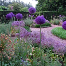 Garden, decorated, Alleys, garlic