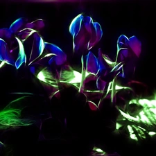 Cyclamen, Alpine Violets, Fractalius