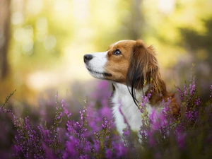 Alpine Dutch, heather