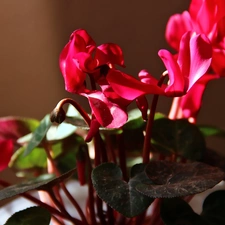 Cyclamen