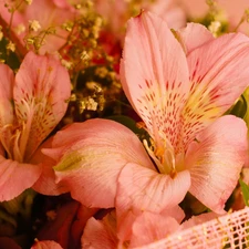 Alstroemeria, Flowers, Pink