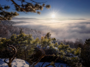 Fog, sun, Russia, snow, taiga, pine, winter, Altai