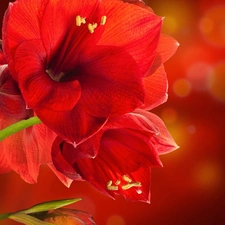 Red, amaryllis