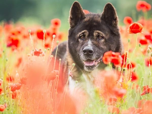 Brown, American akita, papavers, dog