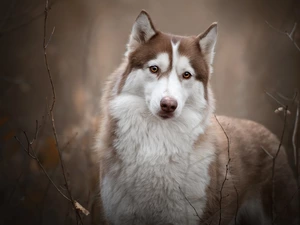 Siberian Husky, Brown and white, dog