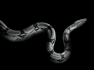 Snake, reptile, Black and white, python