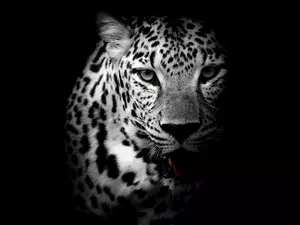 Black and white, Leopards, shadow