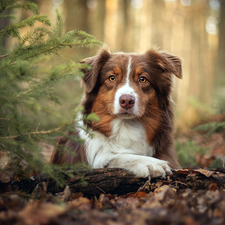 Brown and white, Australian Shepherd