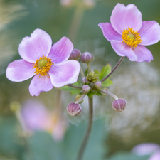 developed, Anemone Hupehensis, Buds, Flowers