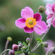 Pink, Japanese anemone