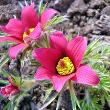 pasque, Flowers, Pink