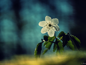 Wood Anemone, White, Colourfull Flowers