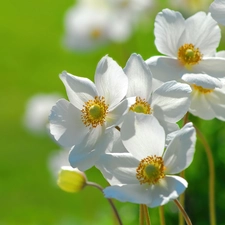 White, Anemones