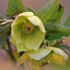 Yellow, Anemones