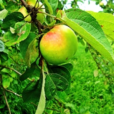 fruit, trees, apple tree