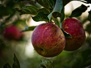 apples, Leaf