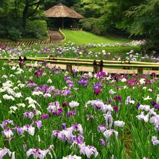 arbour, Irises, Park