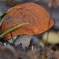 Leccinum Red, Leaf, Aspens, grass