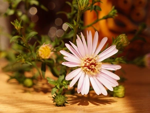 Aster, Buds