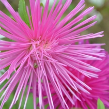 Pink, Aster