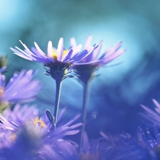 Astra, purple, Flowers