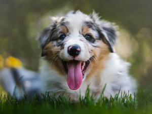 Hung, tongue, Puppy, Australian Shepherd, dog