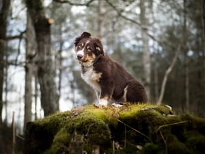 Australian Shepherd, The look, Bokeh, forest, Moss, Puppy, dog, scarp