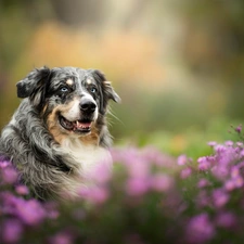 Australian Shepherd, Flowers