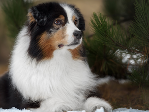 Twigs, pine, dog, Australian Shepherd, lying
