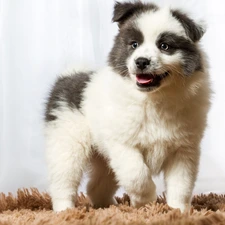 Puppy, Australian Shepherd, carpet, dog