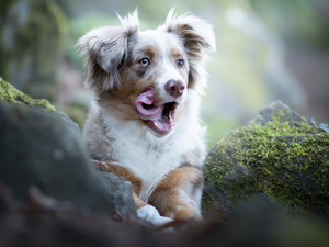 dog, Australian Shepherd, tongue, Puppy