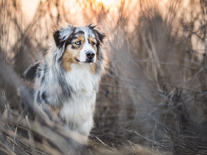 grass, Australian Shepherd, Australian Shepherd