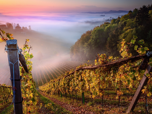 post, The Hills, Styria, vineyards, Sunrise, Fog, Austria