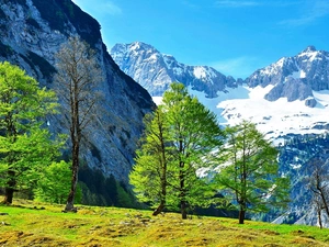 trees, Mountains, Alps, Austria, viewes, snow