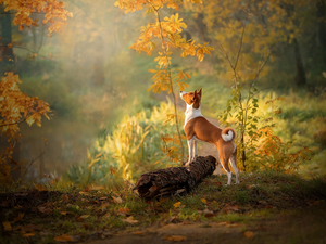 log, dog, Leaf, autumn, Sapling, Basenji