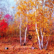 autumn, forest, birch