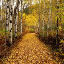 autumn, forest, birch