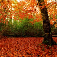 autumn, trees, Bush