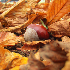 autumn, Leaf, chestnut