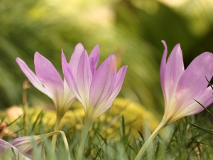Autumn Crocus