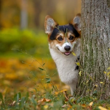 doggy, trees, autumn, muzzle